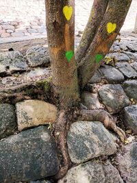 Close-up of tree trunk