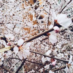 Close-up of cherry blossoms in spring