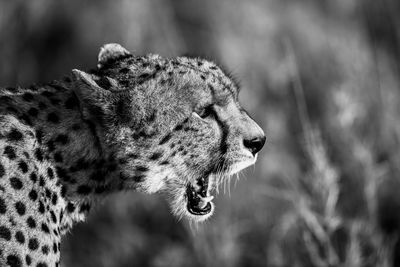 Close-up of cat looking away
