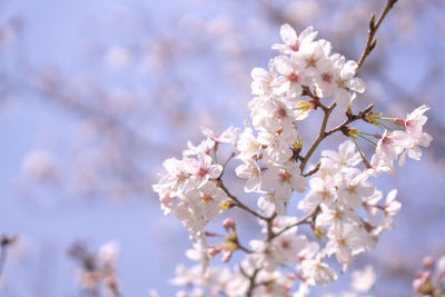 Low angle view of cherry blossom tree