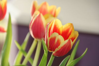 Close-up of red tulip