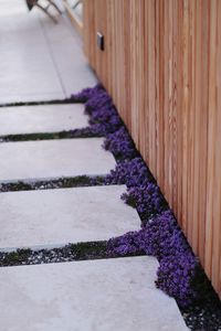 Close-up of purple flowering plants on footpath by building