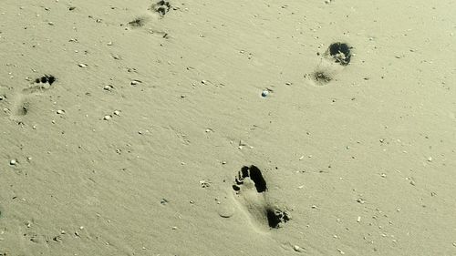 High angle view of dog on beach