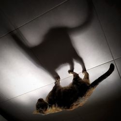 High angle view of women on tiled floor