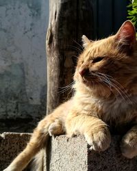 Close-up of a cat against wall