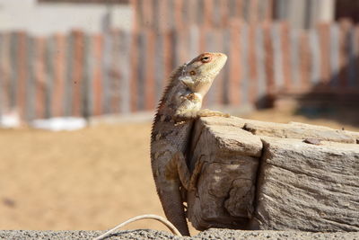 Close-up of lizard on wood