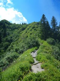 Scenic view of forest against sky