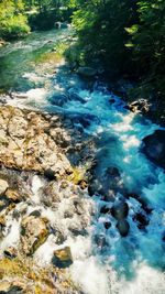 Stream flowing through forest