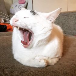 Close-up of cat yawning