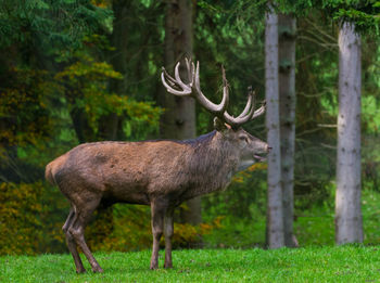 Deer in a forest