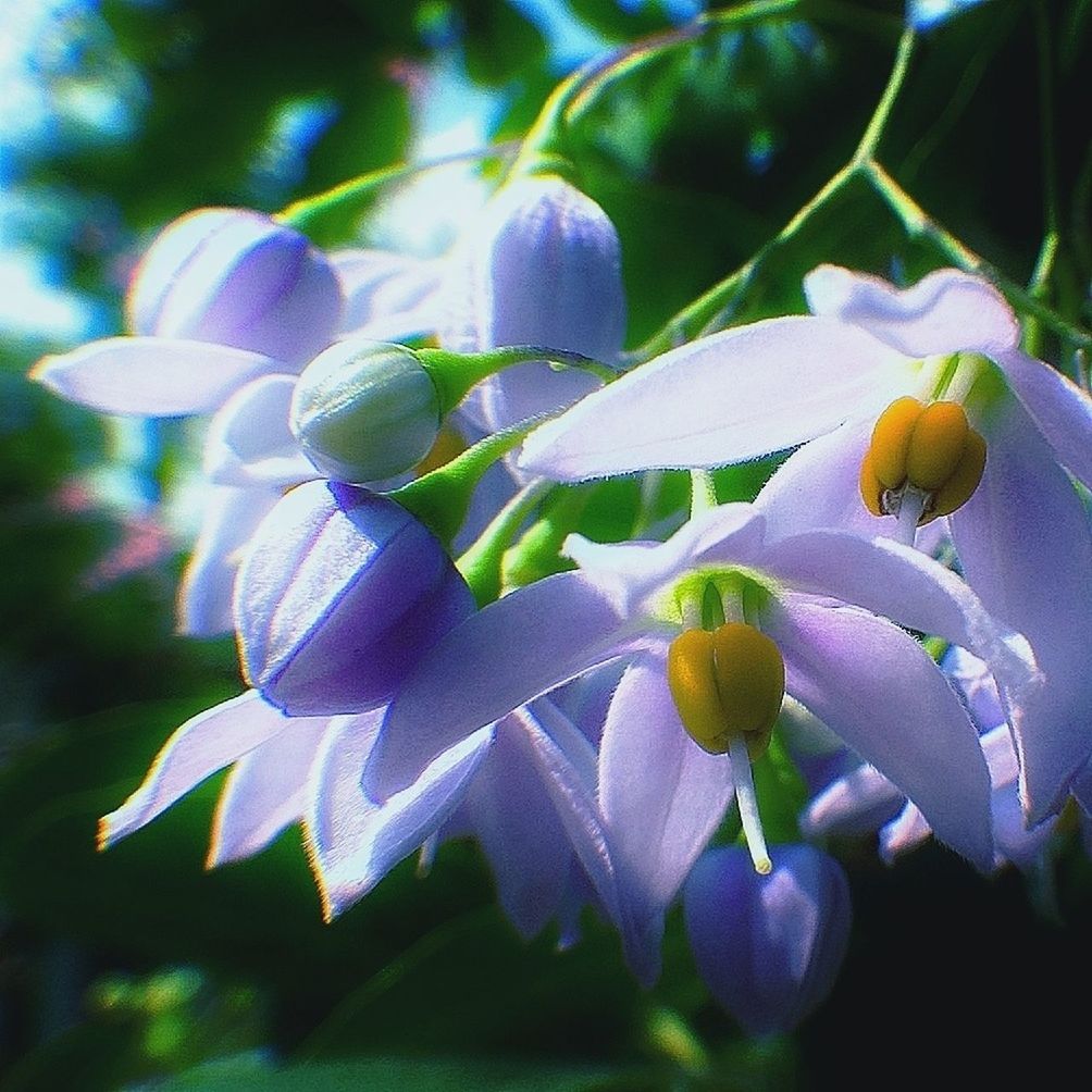 flower, freshness, petal, fragility, growth, flower head, close-up, beauty in nature, focus on foreground, nature, plant, blooming, in bloom, pollen, stamen, purple, leaf, single flower, selective focus, blossom