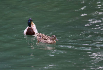 Two ducks swimming in a pond of fresh water