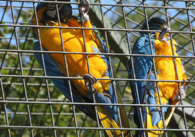 View of a bird in cage