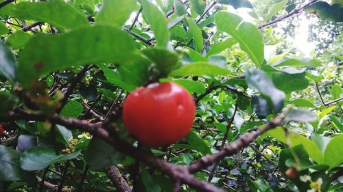 Close-up of cherries on tree