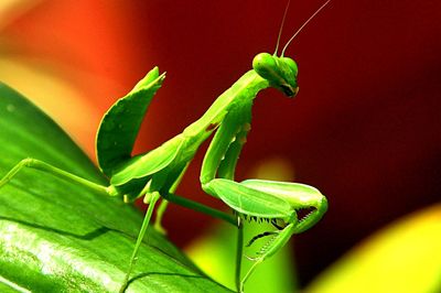 Close-up of insect on leaf