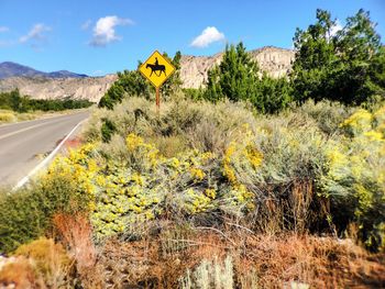 View of yellow flowers on country road