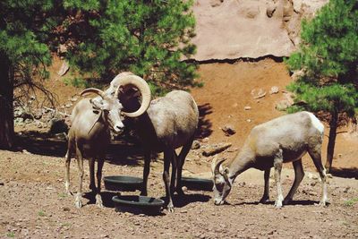 Bighorn sheep by bowls on field