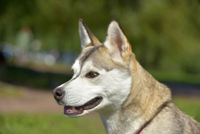 Close-up of dog