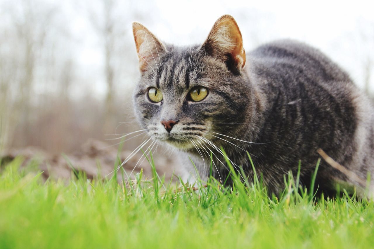 pets, one animal, domestic cat, domestic animals, animal themes, grass, mammal, cat, feline, whisker, grassy, looking at camera, field, portrait, selective focus, close-up, relaxation, focus on foreground, staring, alertness