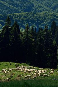 Scenic view of trees on field in forest