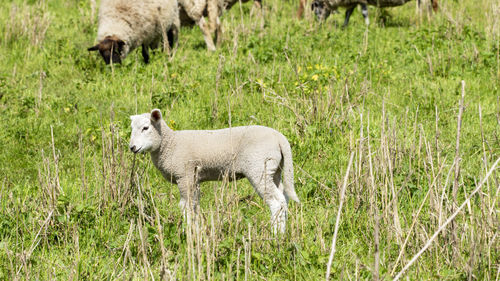 Sheep standing in a field