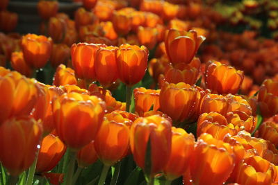 Close-up of orange tulips
