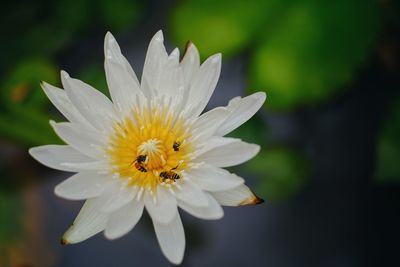 Close-up of insect on white flower