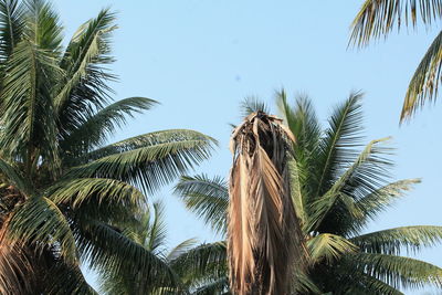 Low angle view of palm trees against clear blue sky