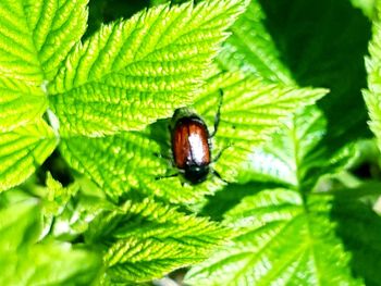 Close-up of insect on leaf