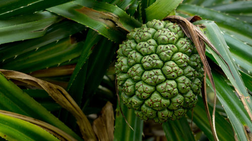 Close-up of fruits growing on plant