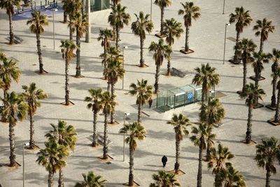 High angle view of palm trees in city
