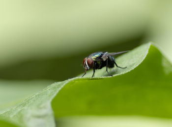 Close-up of fly on leaf