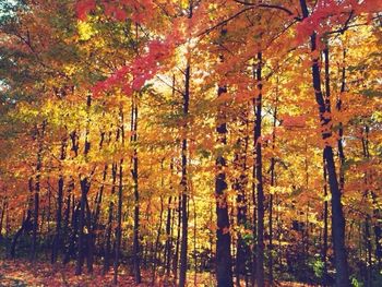 Sun shining through trees in forest