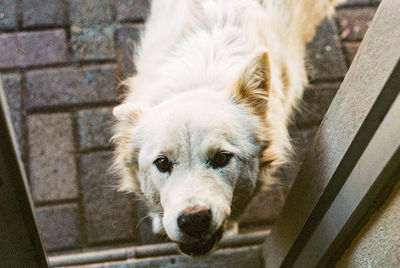 High angle portrait of dog