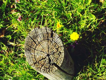 Close-up of plants growing on field