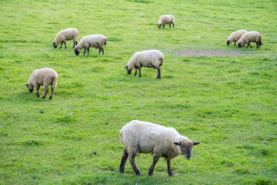 Sheep grazing in a field