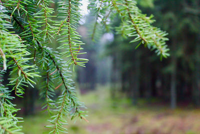 Close-up of pine tree in forest