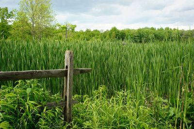 Wooden posts on field against sky