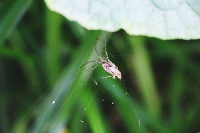 Close-up of spider on web