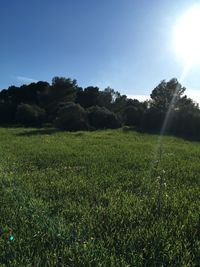 Scenic view of field against clear sky