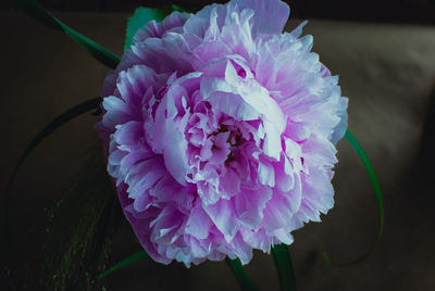 Close-up of purple flower