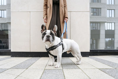 Woman standing with french bulldog on footpath