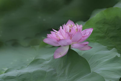 Close-up of pink flower