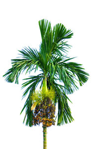 Close-up of leaves against white background