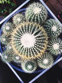 Close-up of cactus plant