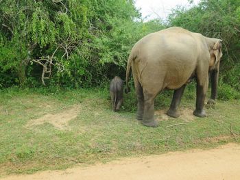 Elephant walking in a field