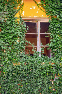 Ivy growing on plant by building