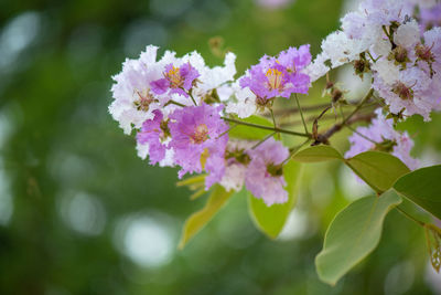 Thai bungor or lagerstroemia loudonii pink and white flowers in full bloom.