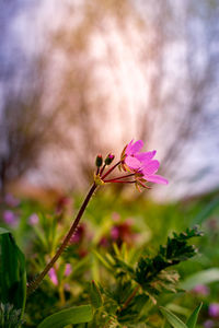 Close-up of pink flower