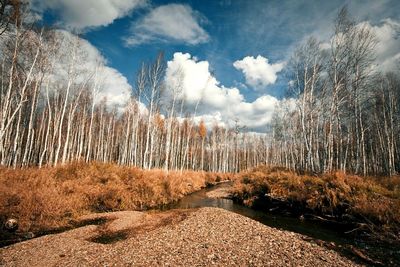 Trees on landscape against cloudy sky